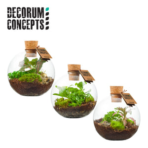 Mixed Plant Terrarium Arrangement – 12.5cm Glass Pot
