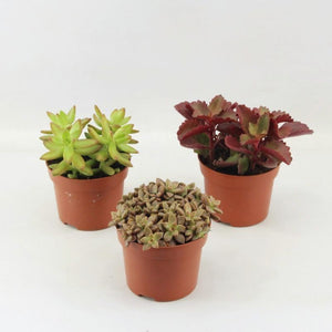 Mixed Autumn Succulent Arrangement – 12cm Pot