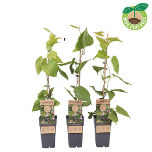 Actinidia kolomikta Kiwi Vine – 15cm Pot, 70cm Tall
