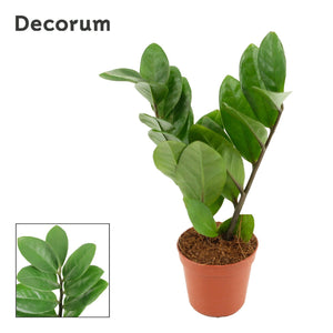Zenzi ZZ Plant (Zamioculcas zamiifolia) – 5.5cm Pot
