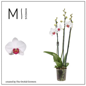 Red Phalaenopsis Orchid – 3 Stems, 12cm Pot