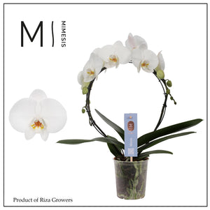 White Phalaenopsis Orchid (2 Stem) – 9cm Pot