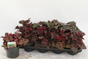 Heuchera Leaf Design – 13cm Pot