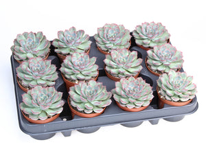 Echeveria Mystery Succulent – 8.5cm Pot