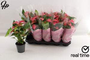 Pink Anthurium ‘Romantico’ – 12cm Pot