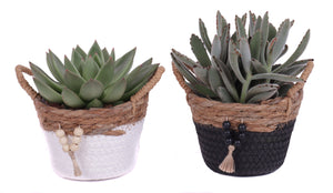 Mixed Succulent Arrangement ‘Tokelau’ – 14cm Pot