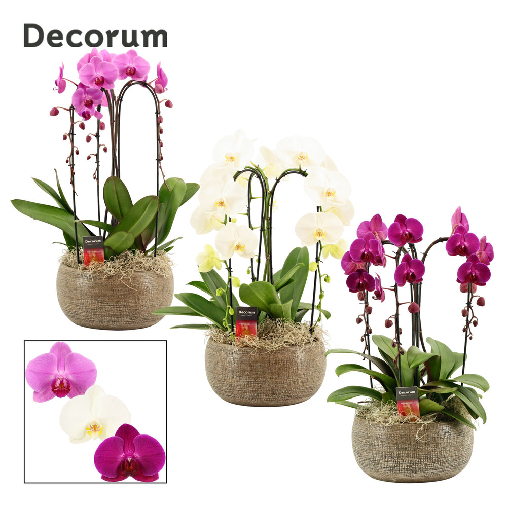 Mixed Phalaenopsis Orchid Cascade – 27cm Pot