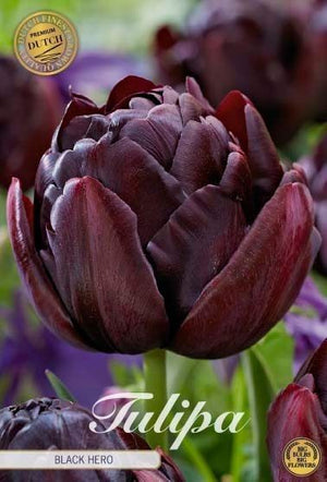 Black Hero Double Late Tulip Bulbs – 7 Pack