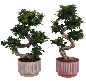 Ficus Ginseng Bonsai (Ficus microcarpa) – 22cm Ceramic Pot