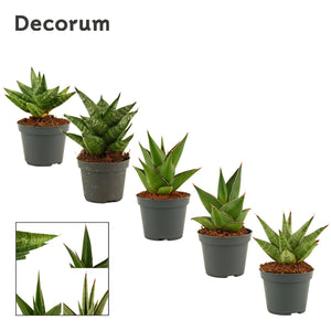 Mixed Snake Plant (Sansevieria) – 6cm Pot