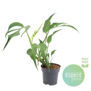 Monstera Burle Marx Flame – 17cm Pot