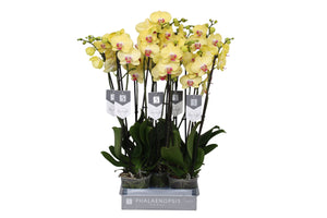 Limelight Phalaenopsis Orchid – 3 Stem, 12cm Pot