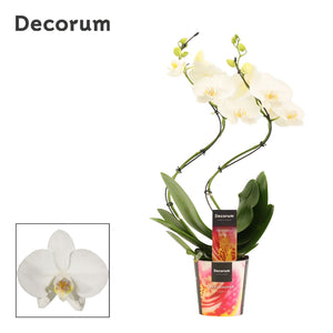 White Phalaenopsis Orchid ‘Hurricane Tropic Snowball’ – 12cm Pot