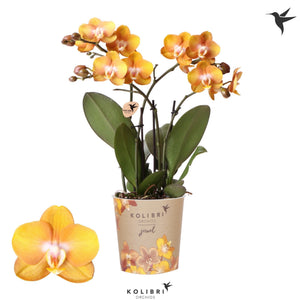 Orange Phalaenopsis Orchid – 3 Stem, 12cm Pot