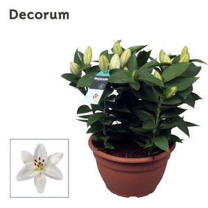 White Oriental Lily (Lilium) – 25cm Pot