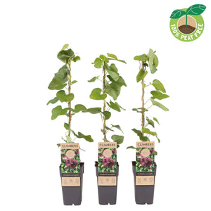 Dutchman’s Pipe Vine (Aristolochia macrophylla) – 15cm Pot