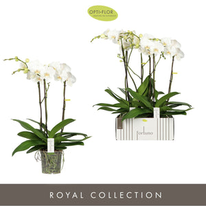 White Phalaenopsis Orchid – 17cm Pot, 75cm High