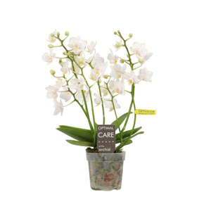 White Phalaenopsis Orchid – 7cm Pot, 4 Stems