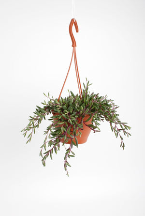Senecio ‘Royal Flush’ Purple Houseplant – 12cm Pot