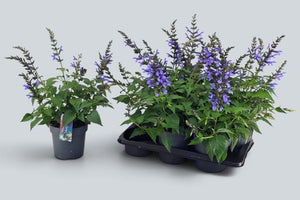 Blue Salvia ‘Lake Como’ – 17cm Pot