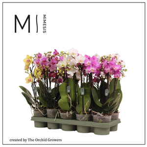 Mixed Phalaenopsis Orchid – 2 Stem, 12cm Pot