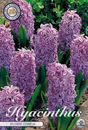 Hyacinth ‘Splendid Cornelia’ Flower Bulbs