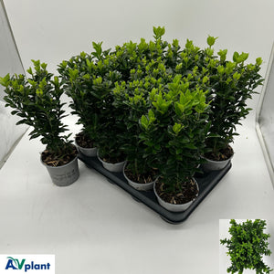 Japanese Spindle ‘Green Spire’ (Euonymus) – 10.5cm Pot