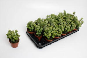 Crassula ‘Spring Time’ Succulent – 8.5cm Pot