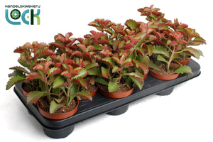 Kalanchoe Spider Green – 10.5cm Pot