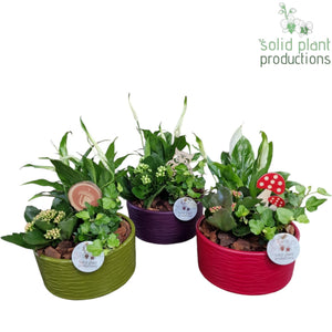 Autumn Mixed Plant Arrangement – 19cm Ceramic Pot