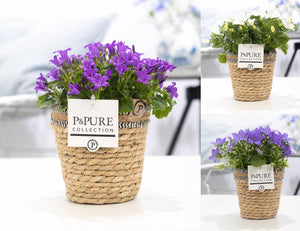 Mixed Campanula Basket – 15cm Pot