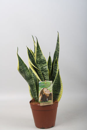 Sansevieria Futura Superba – 14cm Pot, 40cm High