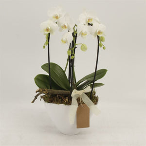 White Phalaenopsis Orchid – 6 Stem, 22cm Ceramic Pot