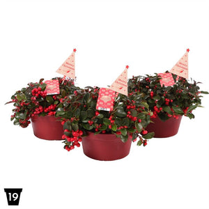 Gaultheria Big Berry with Snowflake Pick – 19cm Pot
