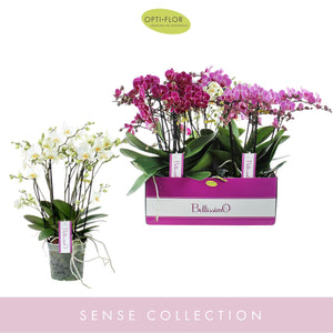 Mixed Phalaenopsis Orchid – 15cm Pot, 50cm Tall