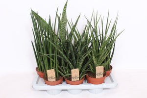 Cylindrical Snake Plant (Sansevieria cylindrica) – 14cm Pot