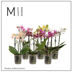 Mixed Phalaenopsis Orchid – 9cm Pot, 32cm Height