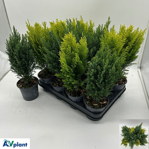 Mixed Conifer Plant – 10.5cm Pot, Approx. 39cm High