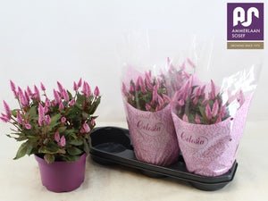 Dark Pink Celosia spicata – 19cm Pot, 37cm High