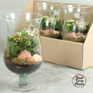 Indoor Plant Arrangement in Glass Brandy Pot – 17cm