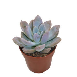 Graptoveria ‘Opalina’ Succulent – 8.5cm Pot
