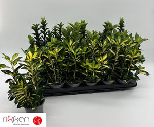 Mixed Euonymus Garden Plant – 9cm Pot, Approx. 26cm
