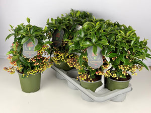 Ardisia Houseplant – 14cm Pot, 35cm High