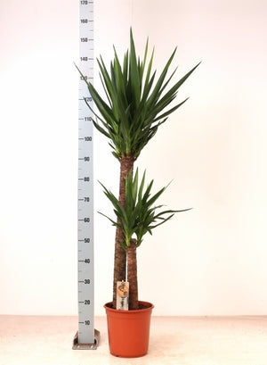 Yucca Houseplant (2 Stem) – 24cm Pot, 145cm Tall