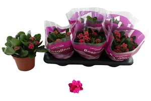 Double-Flowered Kalanchoe 'Don Victorio' – 15cm Pot