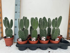 Opuntia Pylana Cactus – 12cm Pot, 35cm High