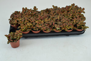 Fittonia ‘Joly Josan’ – 8.5cm Pot