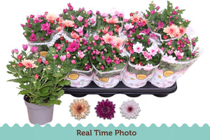 Mixed Chrysanthemum ‘Carnival’ – 12cm Pot