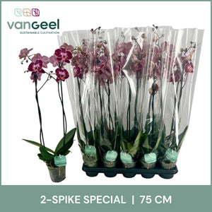 Purple Phalaenopsis Orchid – 2 Stem, 12cm Pot
