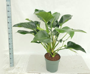 Philodendron Green Beauty – 30cm Pot, 120cm Tall